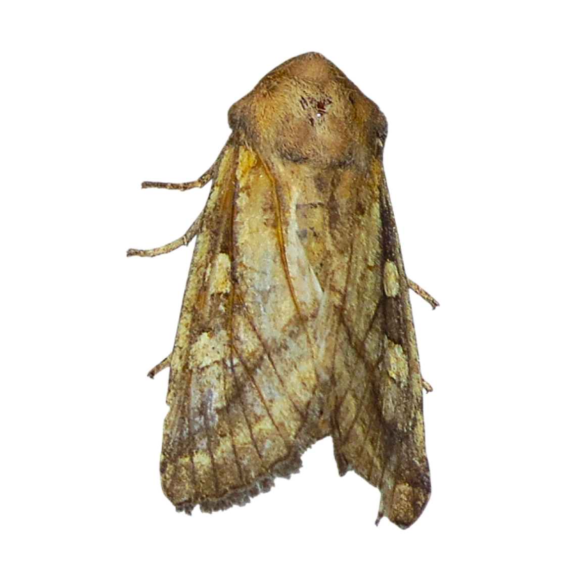 Gortyna xanthenes